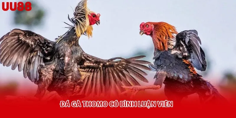 Đá gà Thomo có bình luận viên