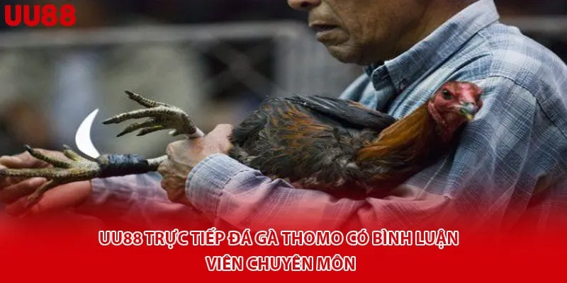 Uu88 Trực Tiếp Đá Gà Thomo Có Bình Luận Viên Chuyên Môn